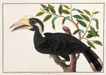 Ke-ke, från Drawings of Birds from Malacca, c.1805-18 (wc på papper)